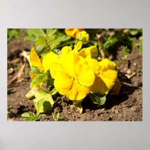 Póster Hermosa foto de violetas amarillas