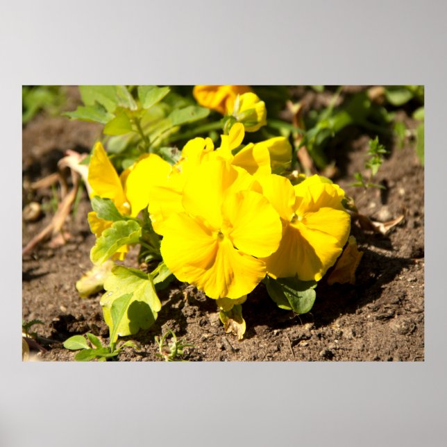 Póster Hermosa foto de violetas amarillas (Frente)