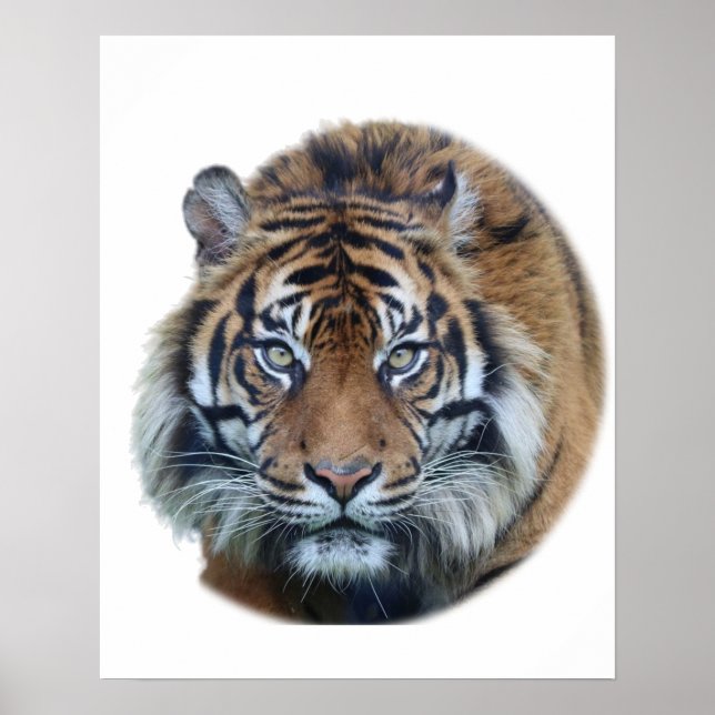 Póster Hermosa foto del rostro del tigre de Bengala (Frente)