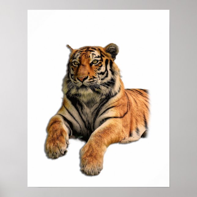 Póster Hermosa foto del tigre de Bengala y sus patas (Frente)
