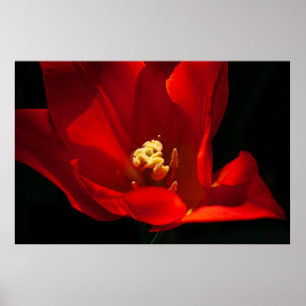 Póster Hermosa fotografía con flores de tulipán