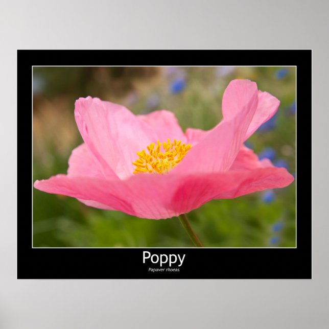Póster Hermosa fotografía de primer plano con amapola ros (Frente)