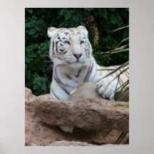 Hermosa fotografía de tigres blancos en Bengala