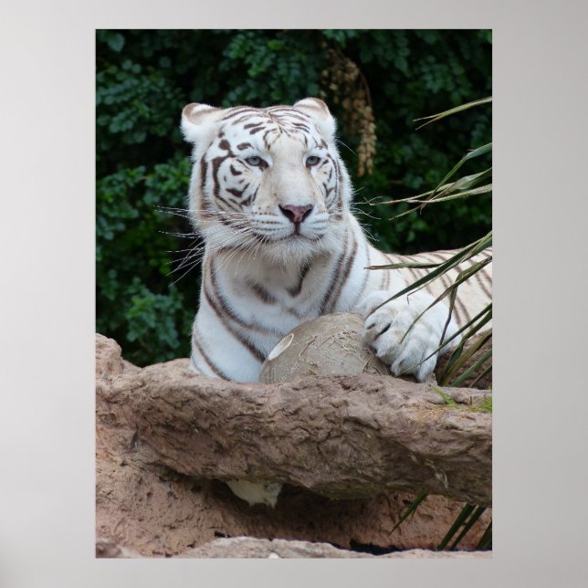 Póster Hermosa fotografía de tigres blancos en Bengala (Frente)