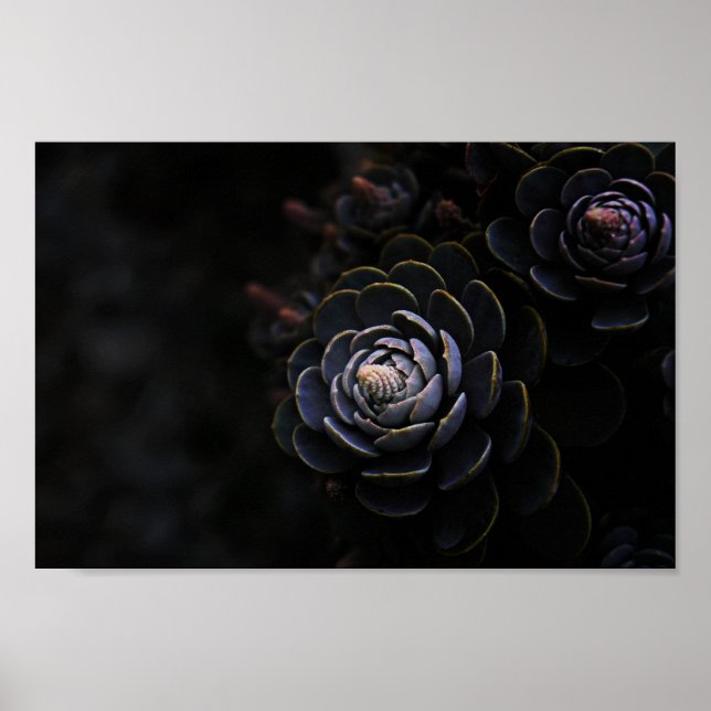 Póster Hermosa fotografía de una planta de naturaleza. (Frente)