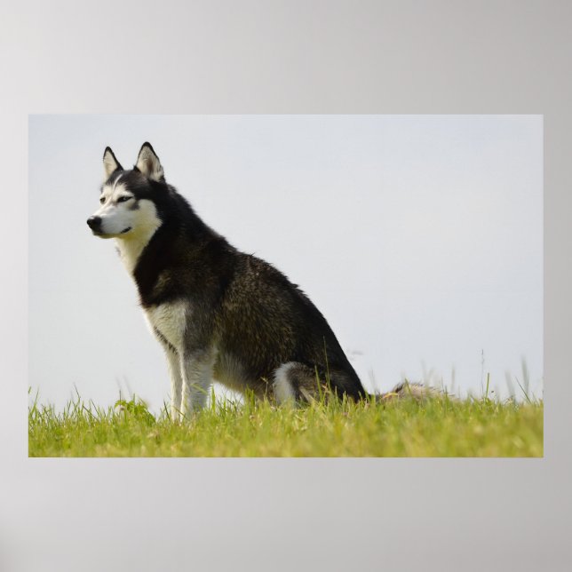 Póster Hermosa fotografía del Husky Dog Siberiano (Frente)