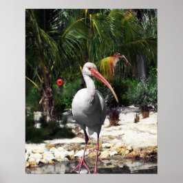 Póster Hermosa fotografía tropical de aves