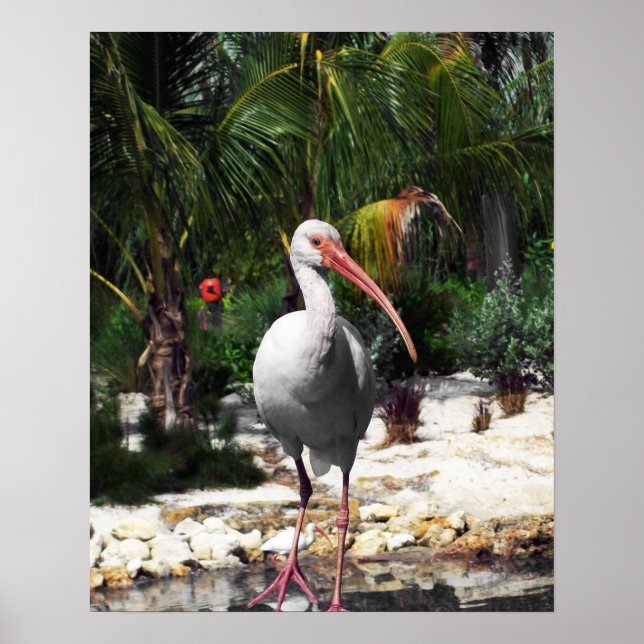 Póster Hermosa fotografía tropical de aves (Frente)