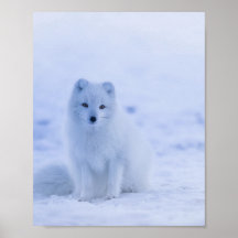 Hermosa Fox Ártica