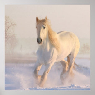 Póster Hermosa Gallopaje de Caballo Blanco en la Nieve