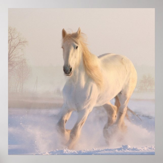 Póster Hermosa Gallopaje de Caballo Blanco en la Nieve (Frente)