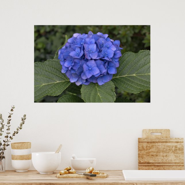 Póster Hermosa Hortensia Azul (Cocina)