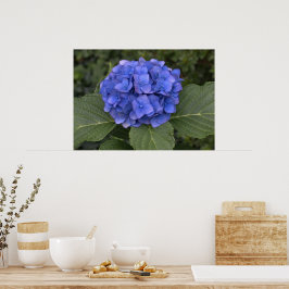 Póster Hermosa Hortensia Azul