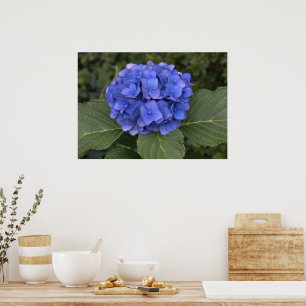 Póster Hermosa Hortensia Azul