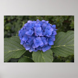 Póster Hermosa Hortensia Azul