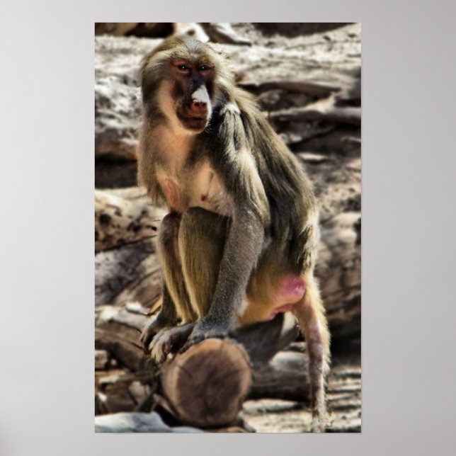 Póster hermosa huella de babuino (Frente)