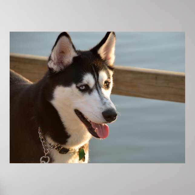 Póster Hermosa Husky Photography Sled Dog (Frente)