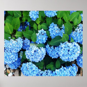 Póster Hermosa Hydrangeas Azul