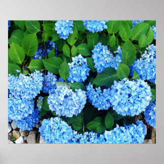 Póster Hermosa Hydrangeas Azul