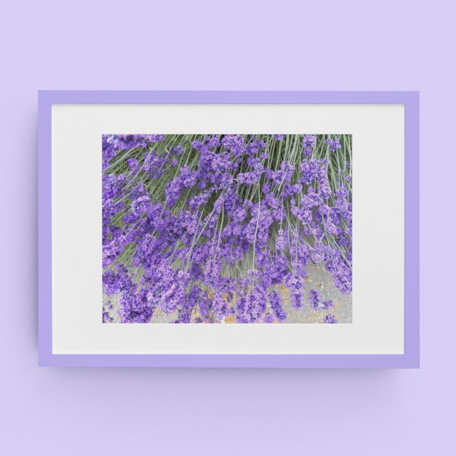 Póster Hermosa Lavanda florece la fotografía floral (In Situ Framed)