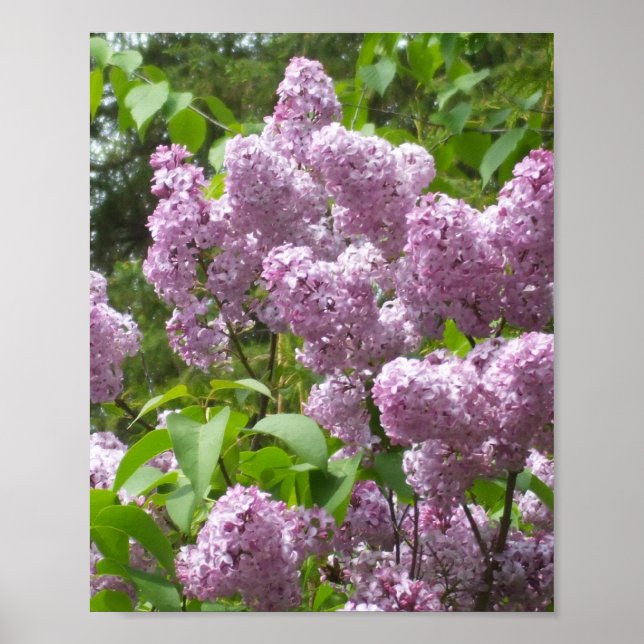 Póster Hermosa Lilacs - Fotografía floral (Frente)