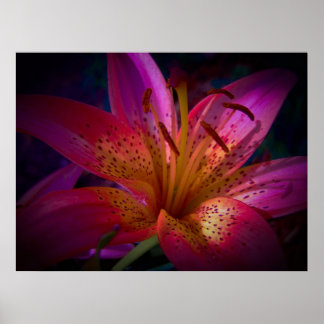 Póster Hermosa Lily Rosa