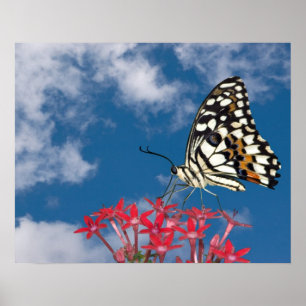 Póster Hermosa mariposa