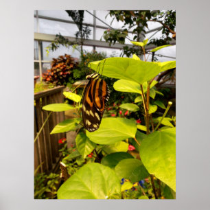 Póster Hermosa mariposa