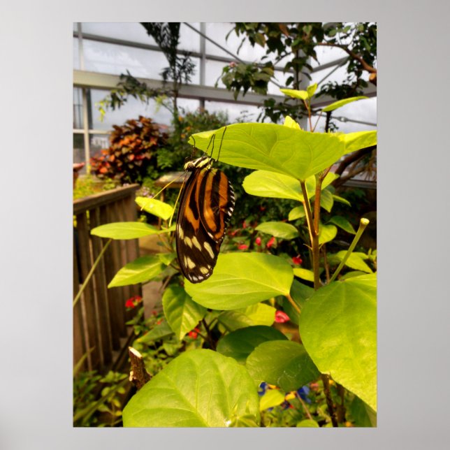 Póster Hermosa mariposa (Frente)