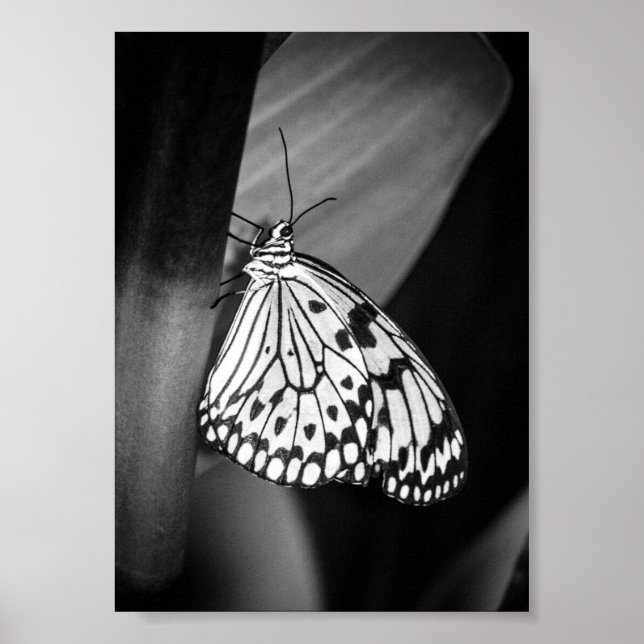 Póster Hermosa mariposa Archivo en blanco y negro (Frente)