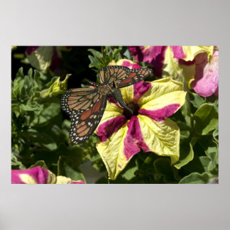 Póster Hermosa mariposa elefante