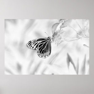 Póster Hermosa mariposa en flor - Negro y Blanco