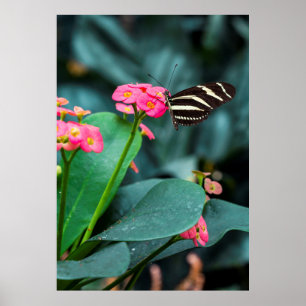 Póster Hermosa mariposa en una flor rosa