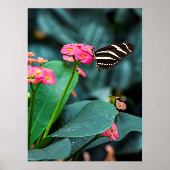 Póster Hermosa mariposa en una flor rosa (Frente)