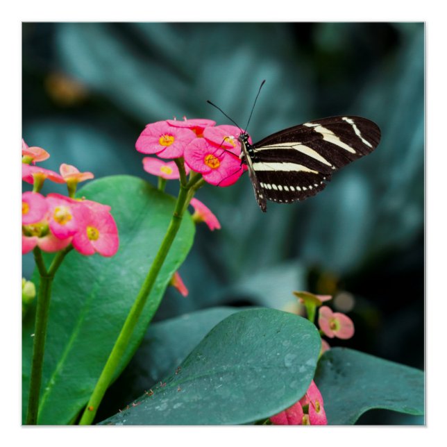 Póster Hermosa mariposa en una flor rosa (Anverso)