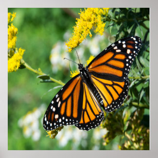 Póster Hermosa Mariposa Monarca