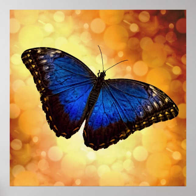 Póster Hermosa mariposa morfa azul Bokeh (Frente)
