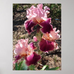 Póster Hermosa Maroon Dark Poster de jardín de flores ros