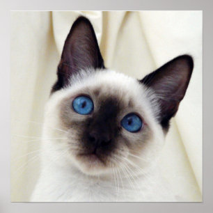 Póster Hermosa Moda dulce Mascota siamés gato gatito gati