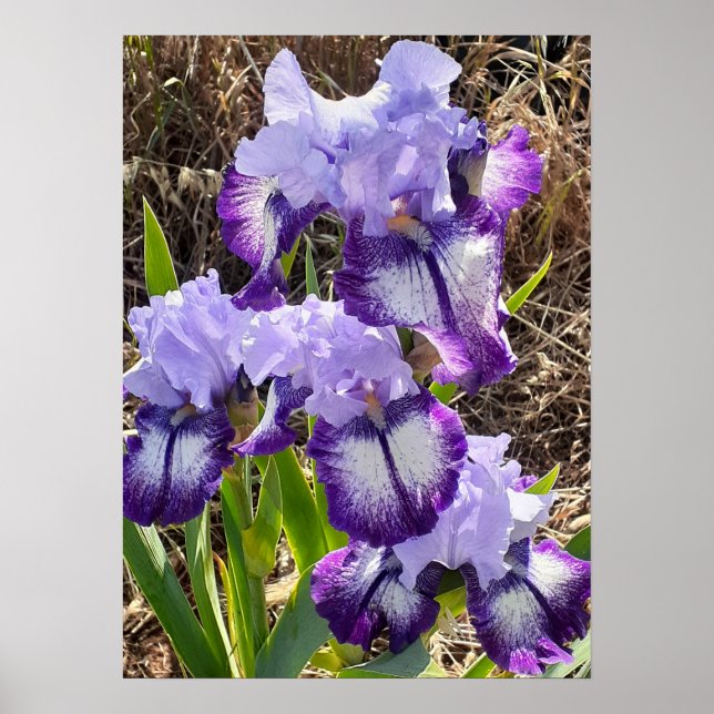 Póster Hermosa morada Iris Lilac Flower Garden Poster (Frente)