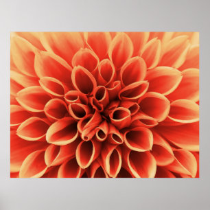 Póster Hermosa Naranja Dahlia Flower