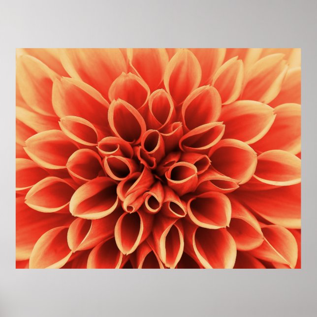 Póster Hermosa Naranja Dahlia Flower (Frente)