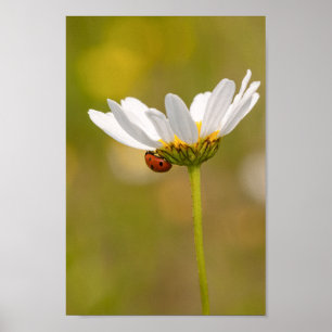 Póster Hermosa parábola en Daisy