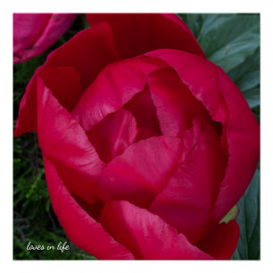 Póster Hermosa Peonía Roja Floreciendo