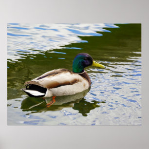 Póster Hermosa postal de pato mallard masculino
