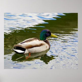 Póster Hermosa postal de pato mallard masculino