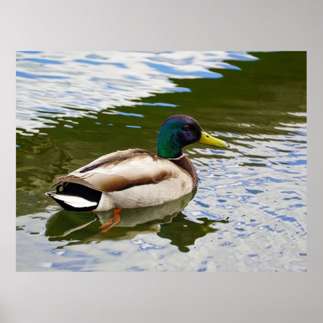 Póster Hermosa postal de pato mallard masculino (Frente)