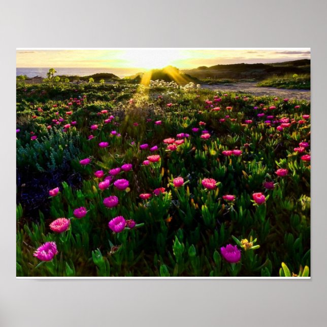 Póster Hermosa poster de puesta de sol de flores silvestr (Frente)