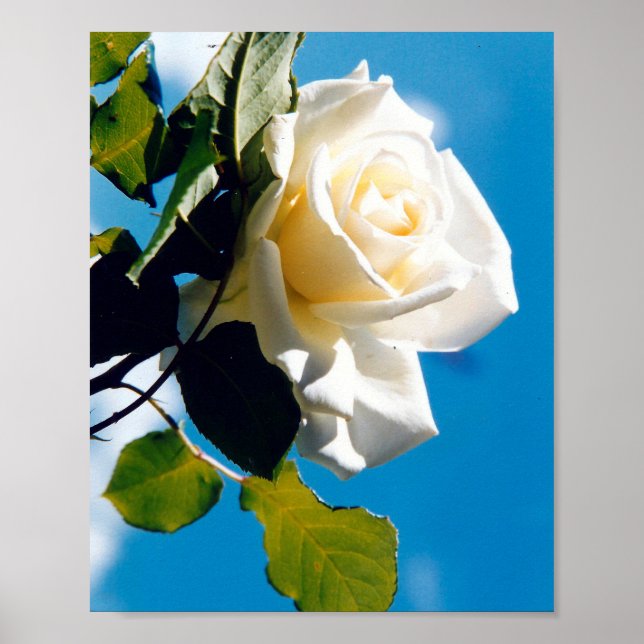 Póster Hermosa rosa blanca (Frente)