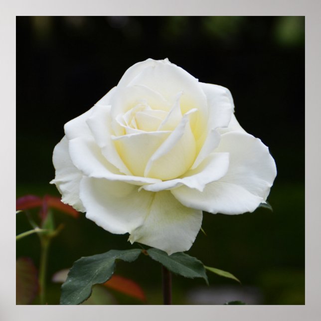Póster Hermosa rosa blanca (Frente)